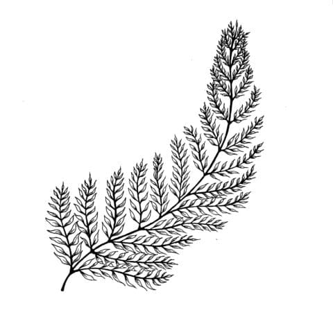 Fern