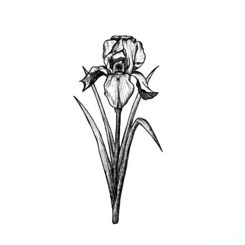 Iris