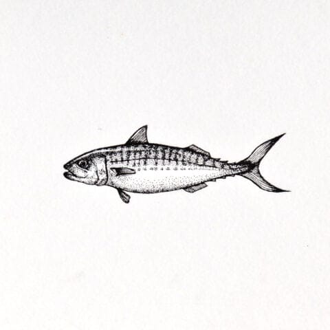Mackerel