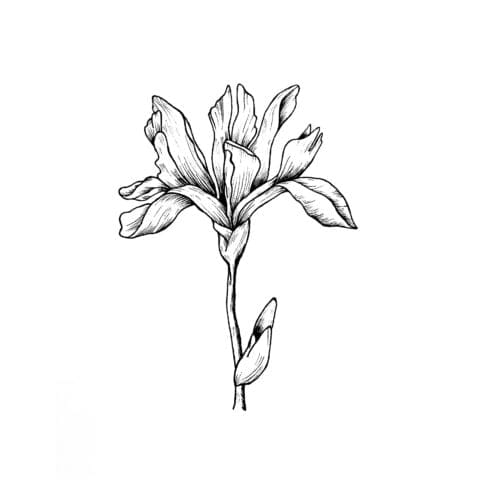 Iris III