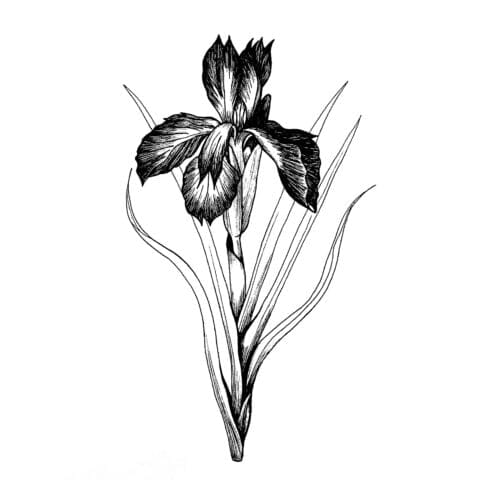 Iris II